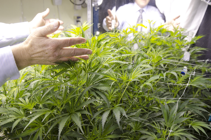 A cannabis patient in a well-to-do suburb, about a half-hour north of Seattle, Washington, tends to his medical marijuana crop growing in his home garden, May 22, 2012. The single plant of the Blueberry strain is housed in his upstairs bathroom tub, and can be expected to produce at least one pound of cannabis. Photo by Daniel Berman